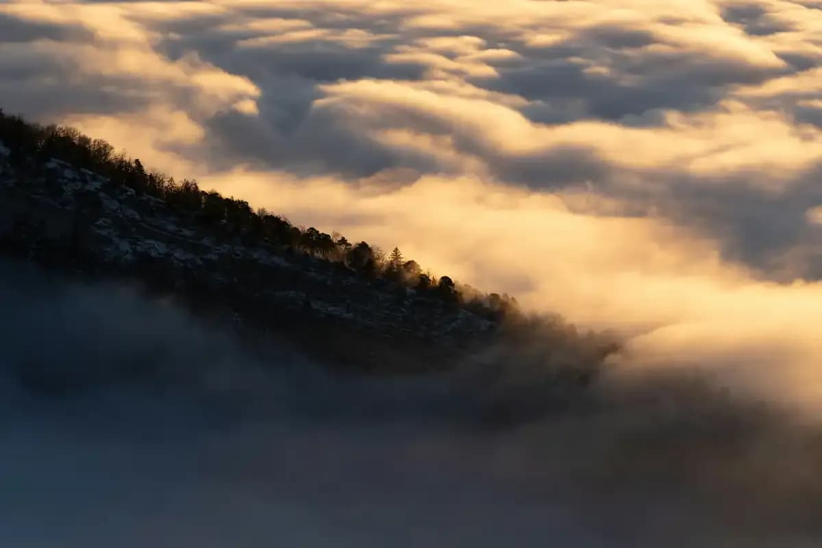 A forested ridge rising above a sea of cloud lit gold by a low sun