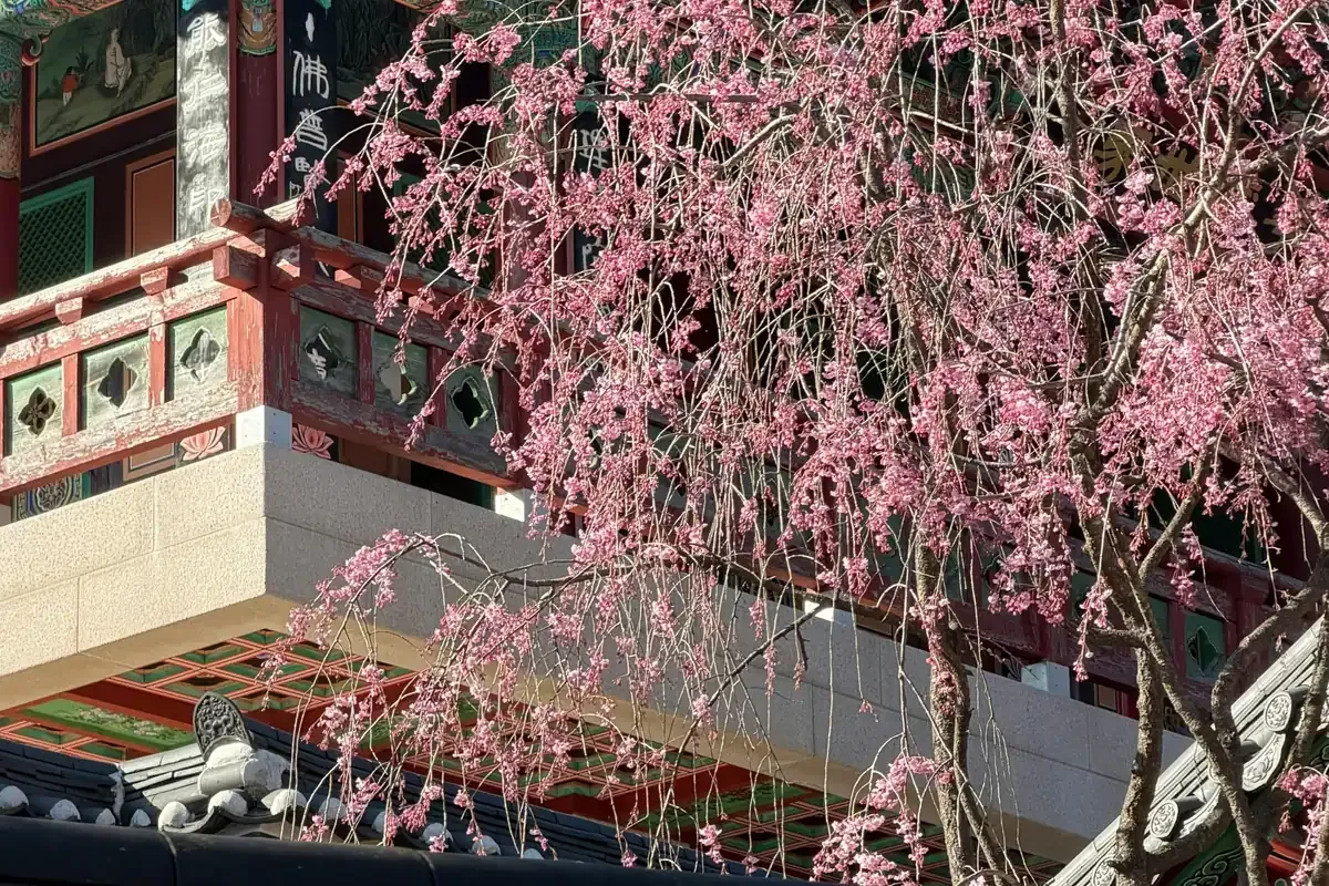 Pink blossom hanging in front of a painted temple eave